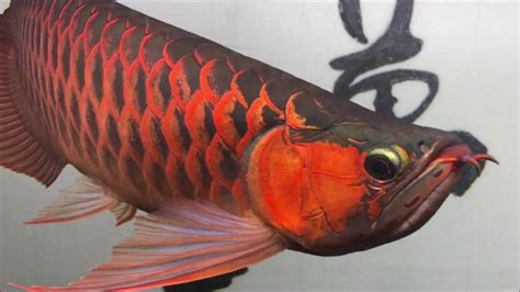 紅龍 魚|紅龍魚 飼養方法 品種介紹